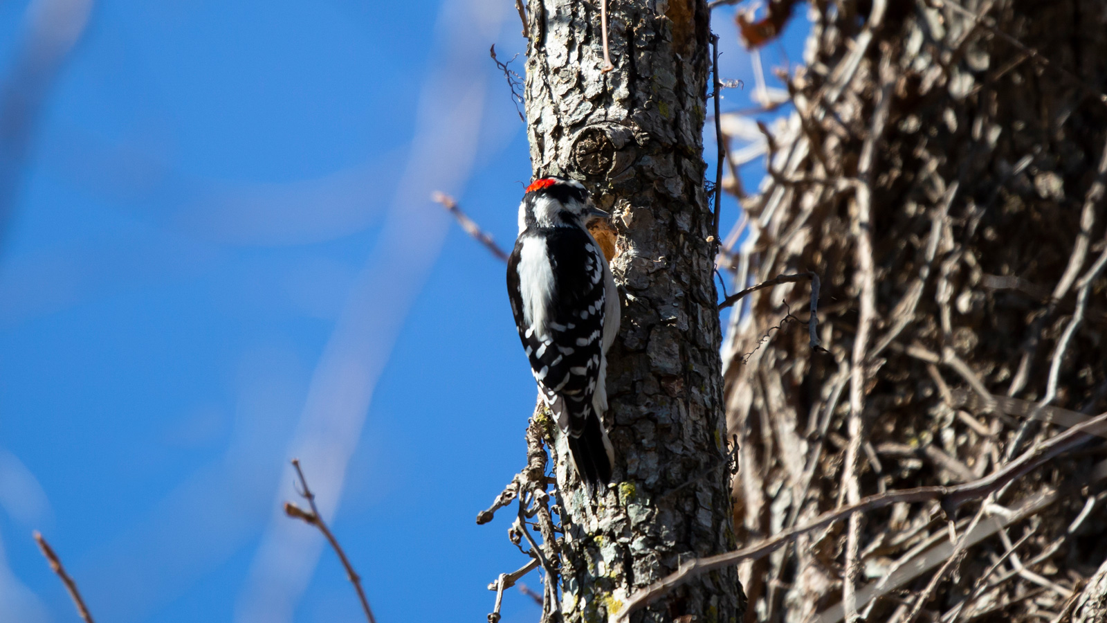 Hairy Woodpecker