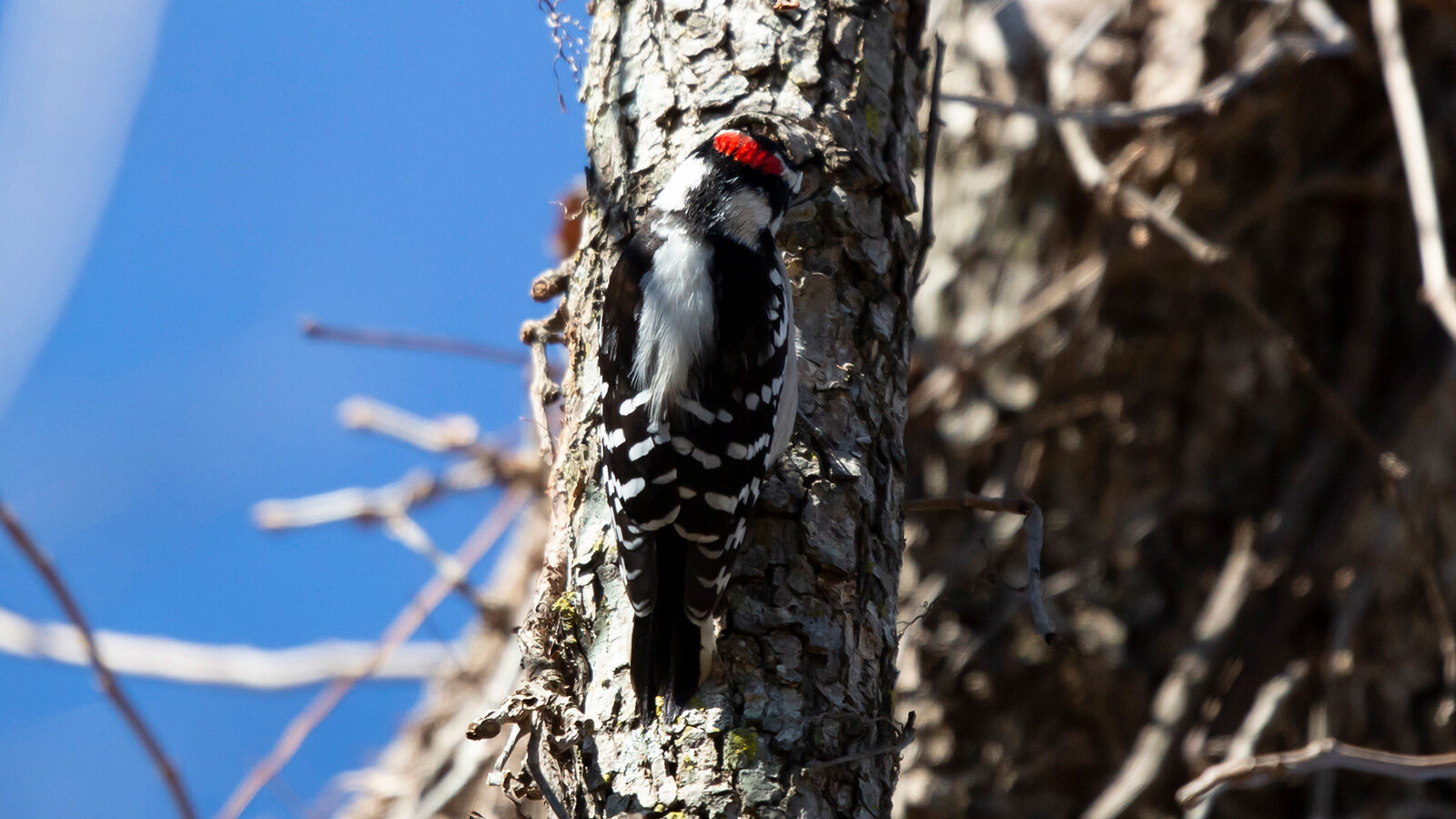 Hairy woodpecker drilling in a tree trunk