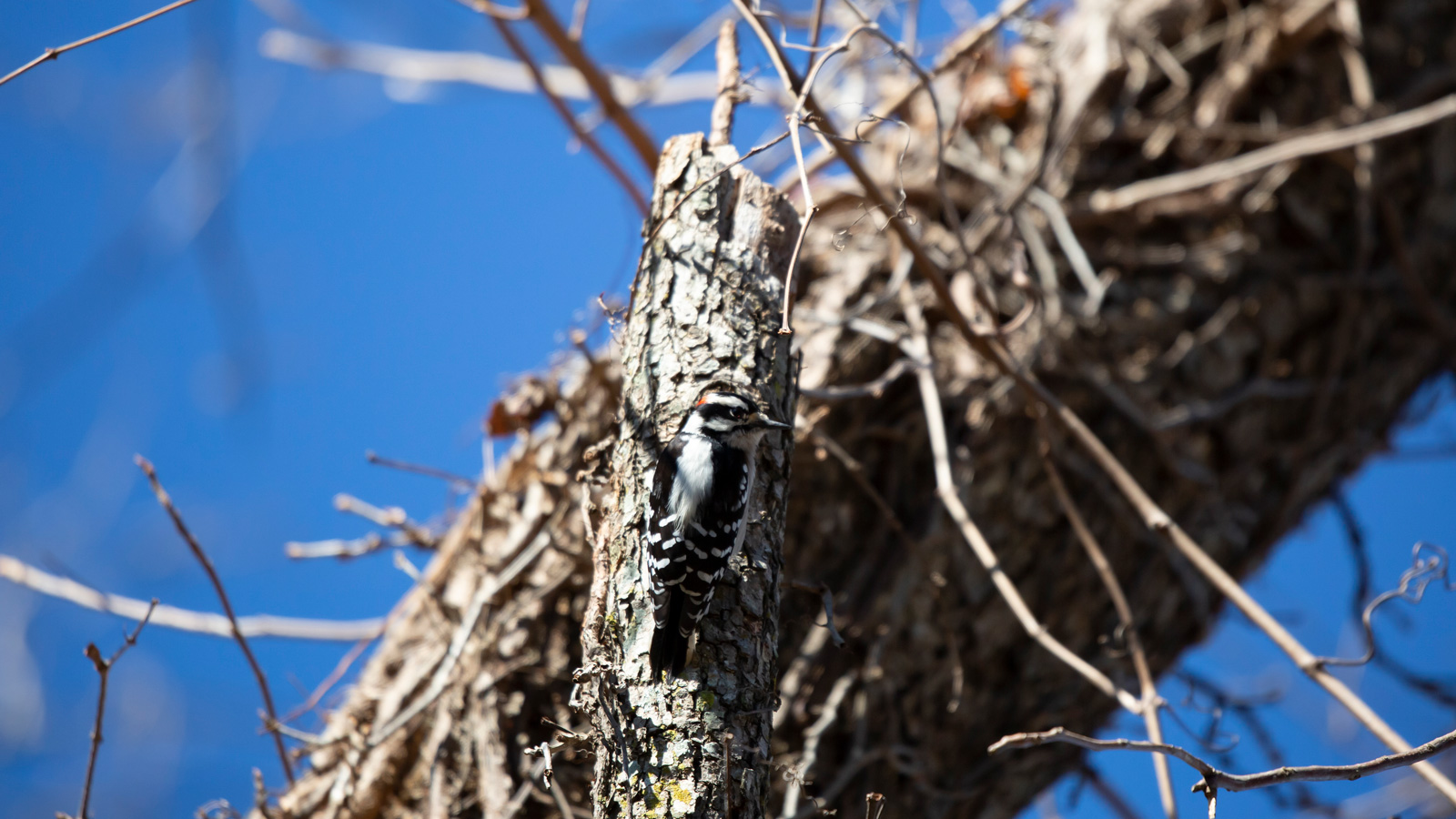 Hairy woodpecker clinging to a tree trunk