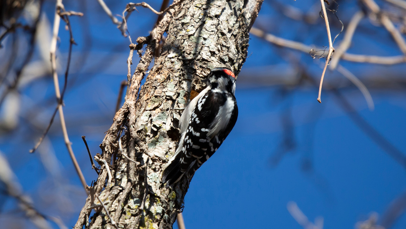 Hairy woodpecker drilling in a tree trunk