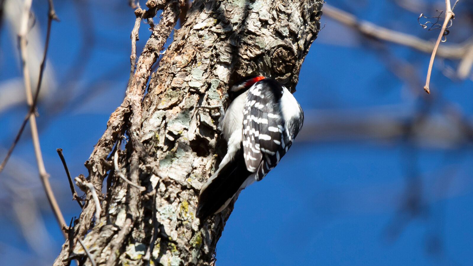 Hairy woodpecker foraging in a tree trunk