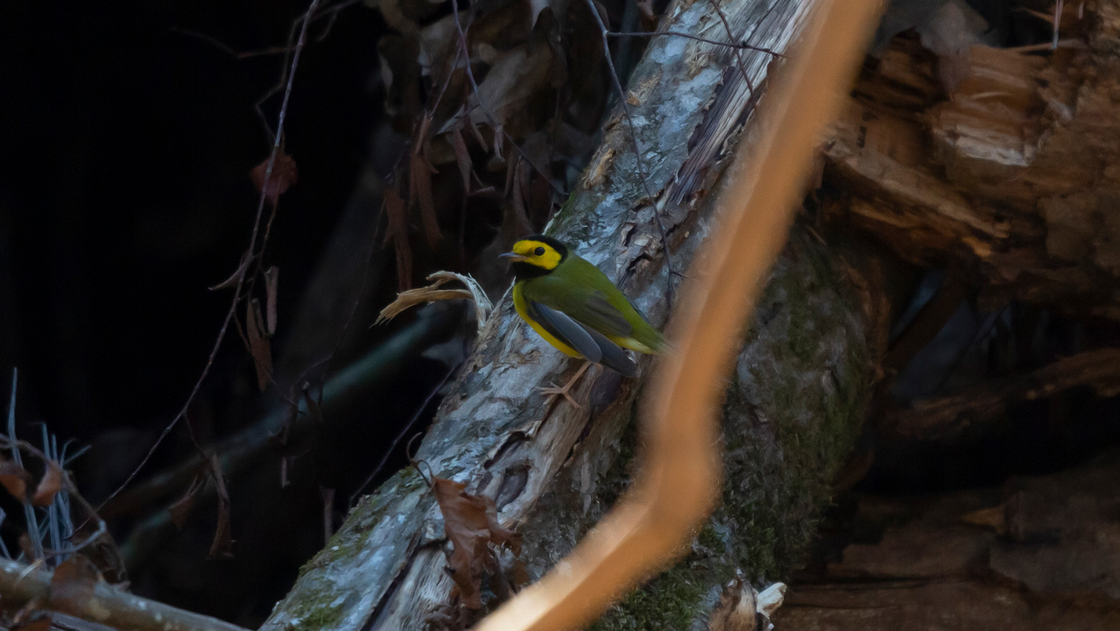 Hooded Warbler