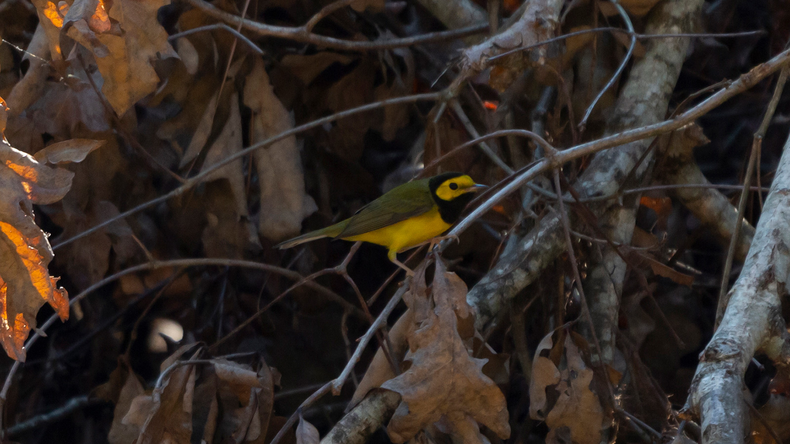 Hooded warbler standing on a branch