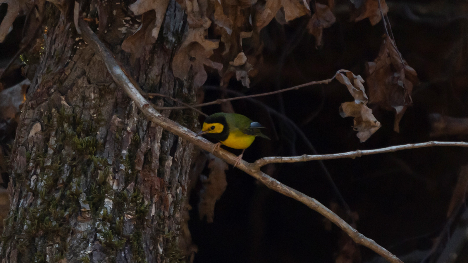 Hooded warbler looking down