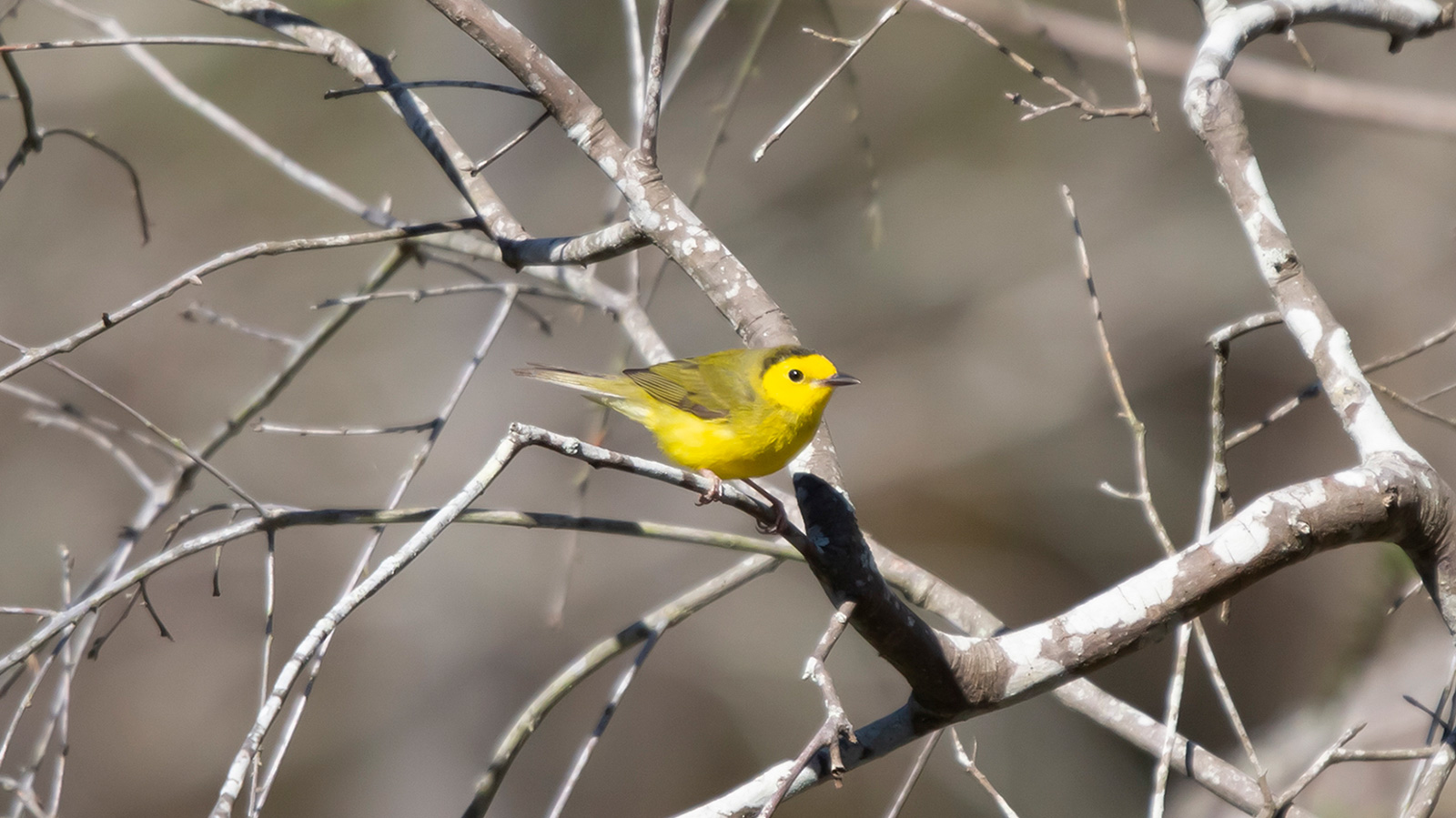 Hooded warbler perched on a branch