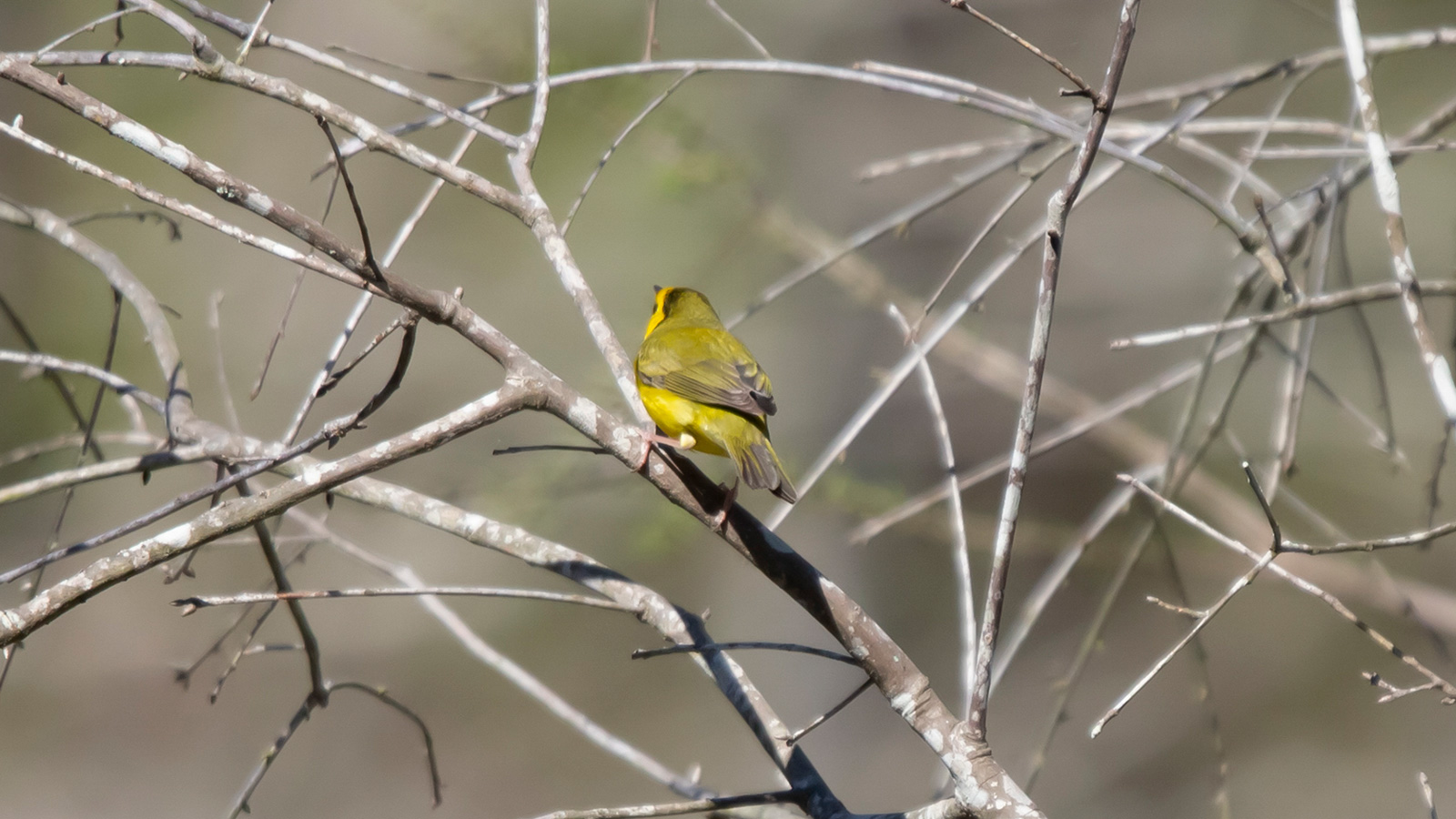 Back and side of a hooded warbler