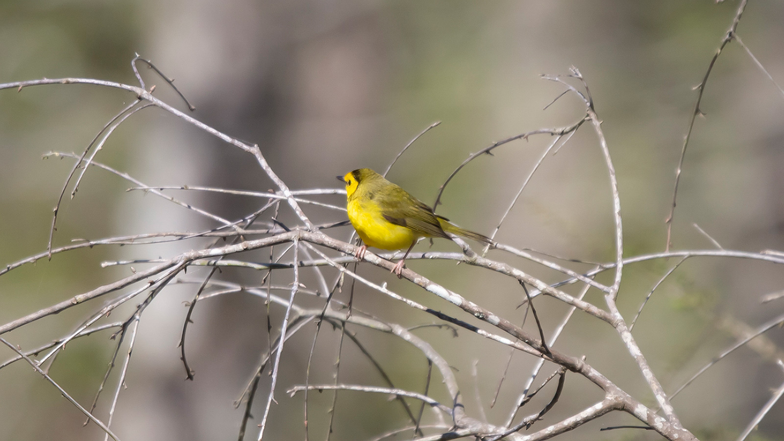 Hooded warbler looking to the side