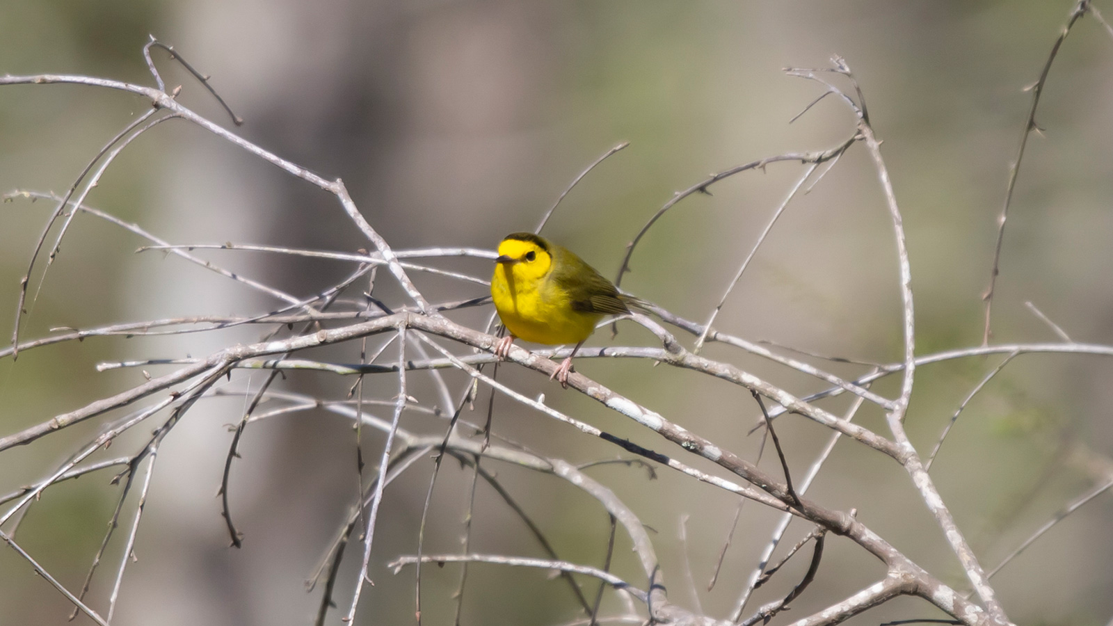 Hooded warbler looking out from its perch