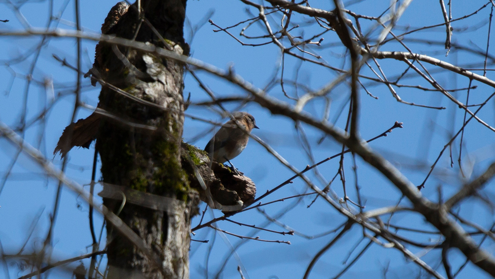 Immature eastern bluebird looking out from its perch
