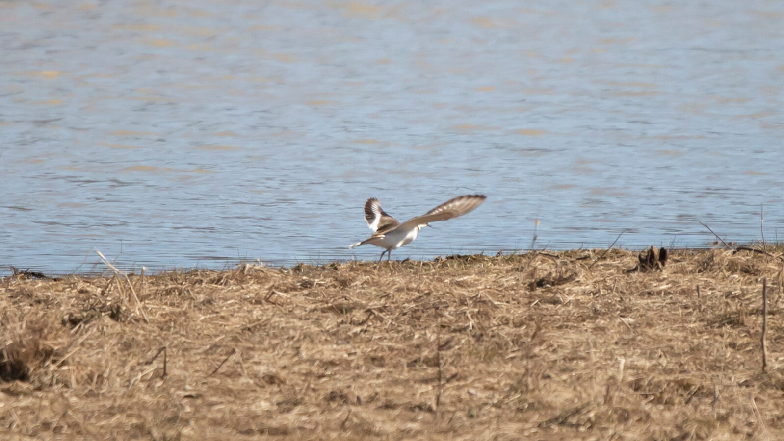 Killdeer landing by a lake