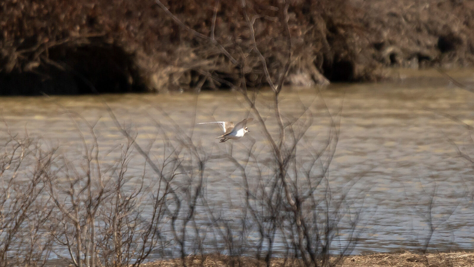 Killdeer flying over water