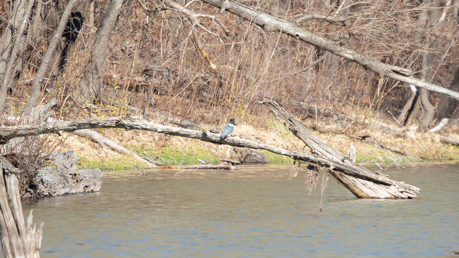 Belted kingfisher perched on a limb over water