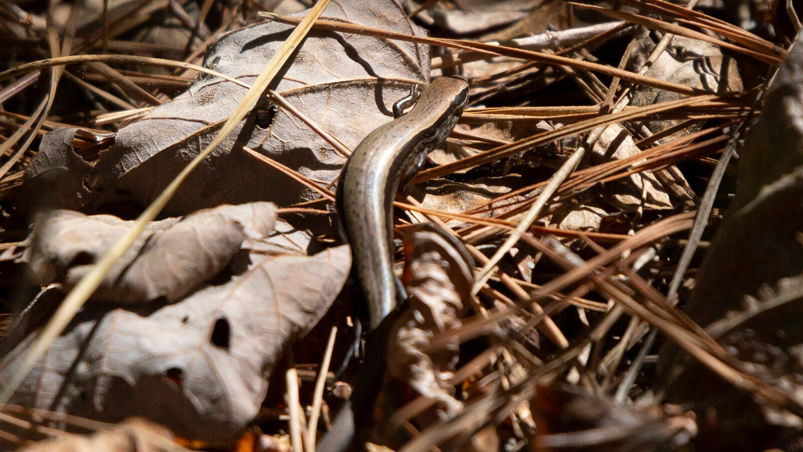 Lizards in North Louisiana