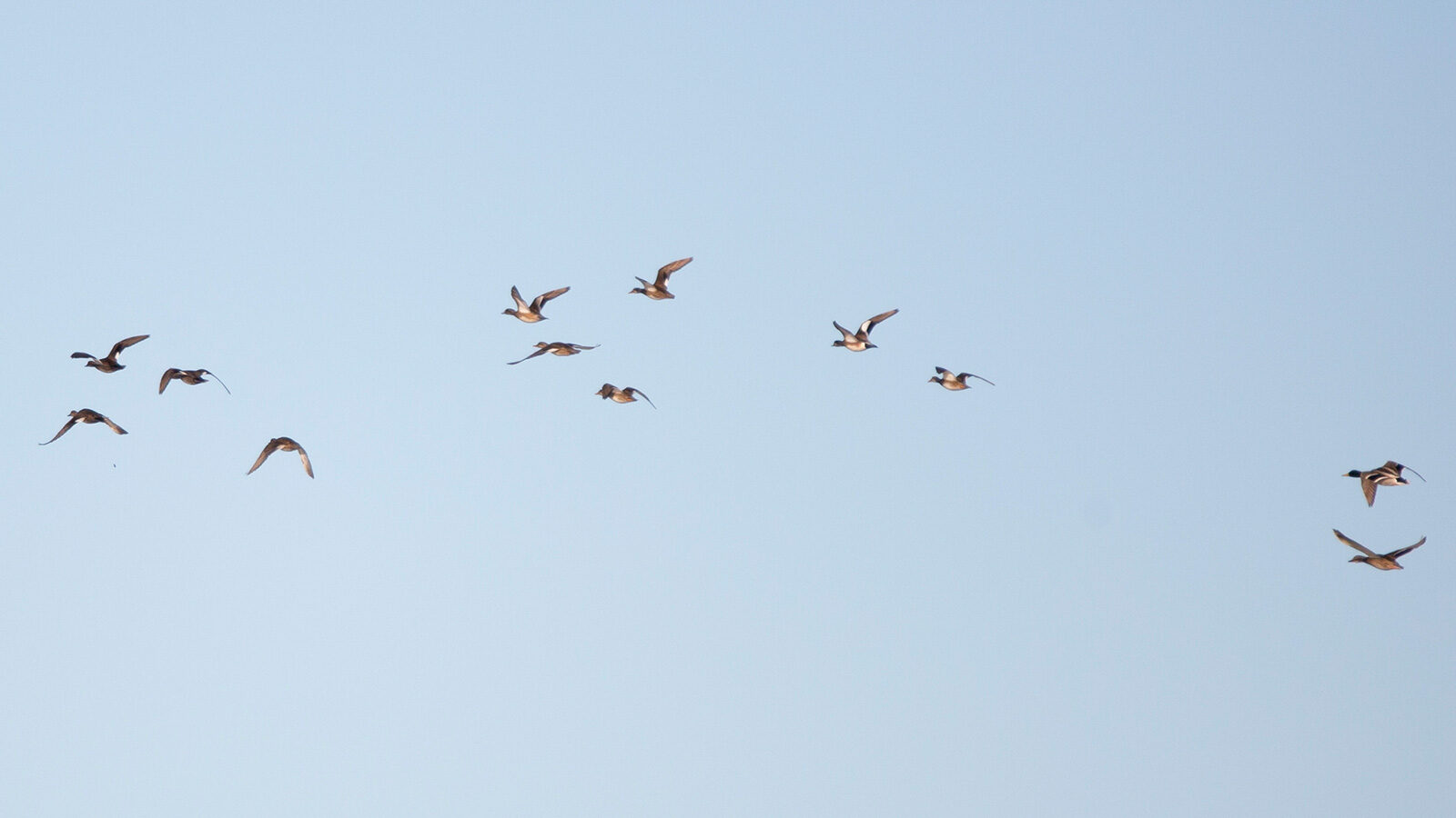 American wigeon, gadwall, and mallard ducks flying in the sky flying in the sky