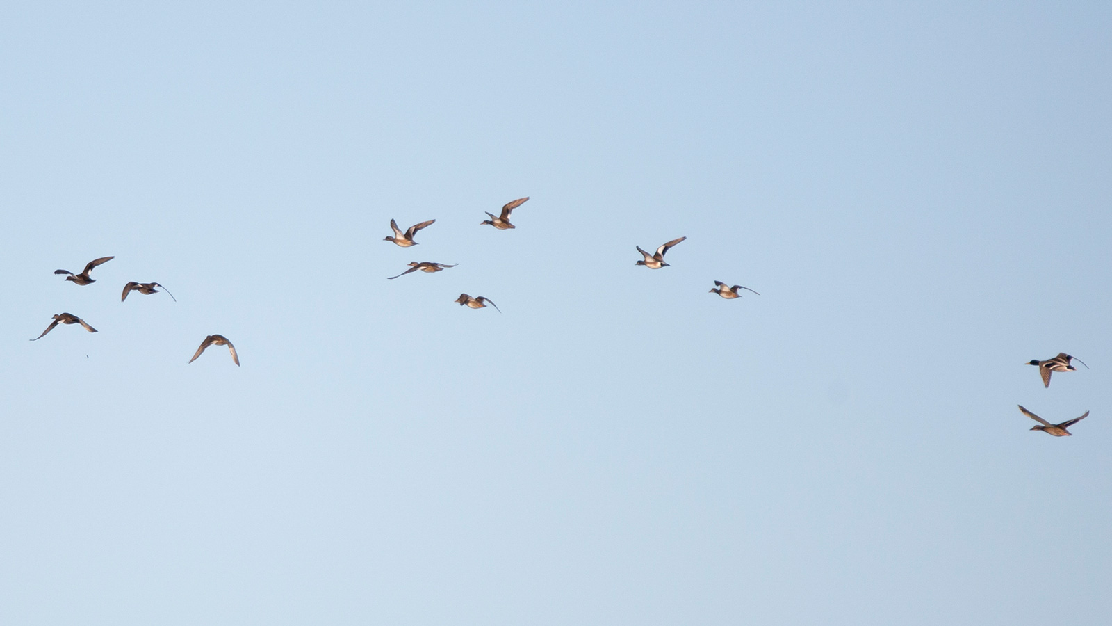 American Wigeon