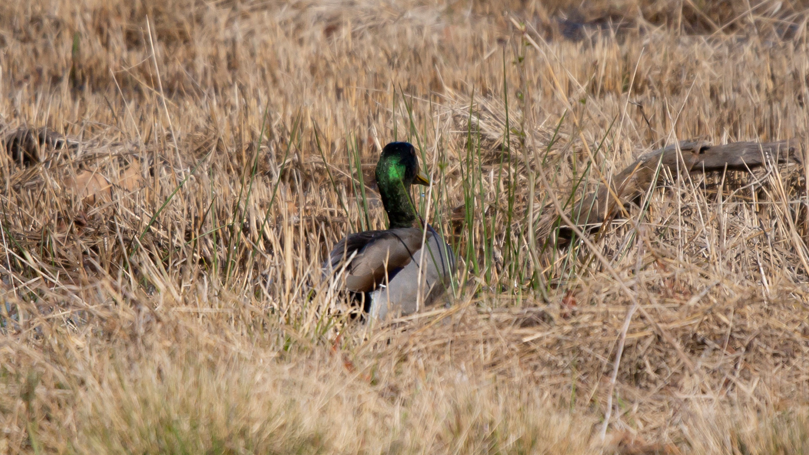 Male mallard standing in tall grass