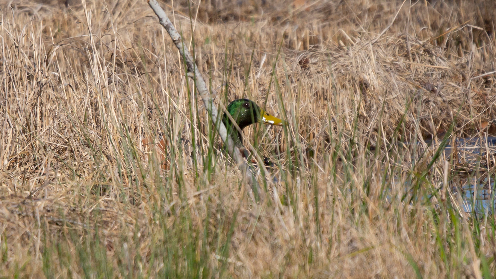 Mallard drake in tall grass