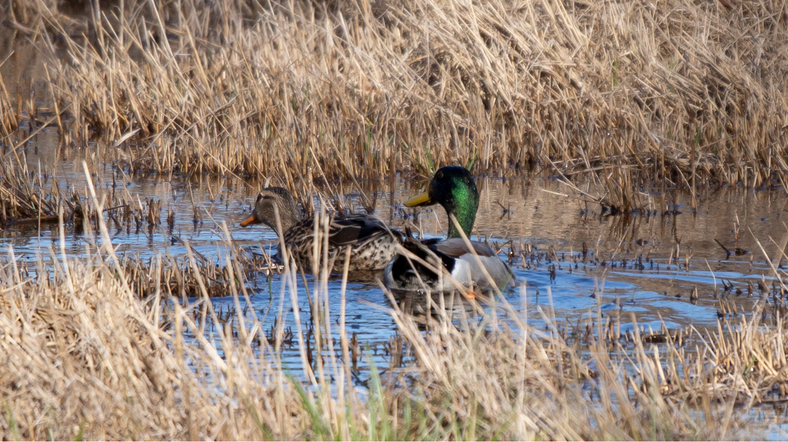 Mallard duck pair swimming through water reeds.