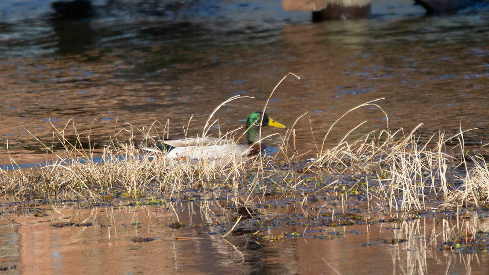 Male mallard swimming