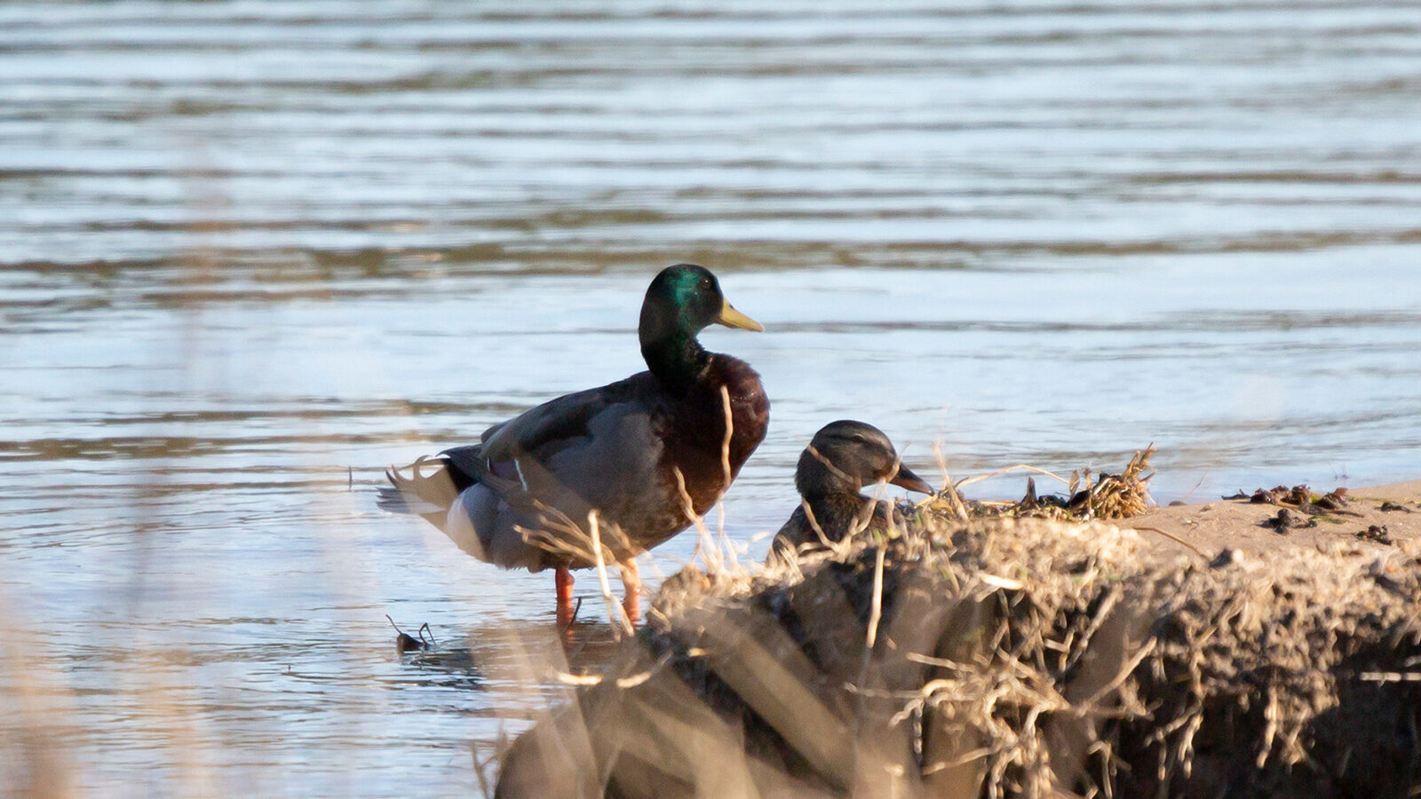 Two mallards, one male and one female, coming on shore from water