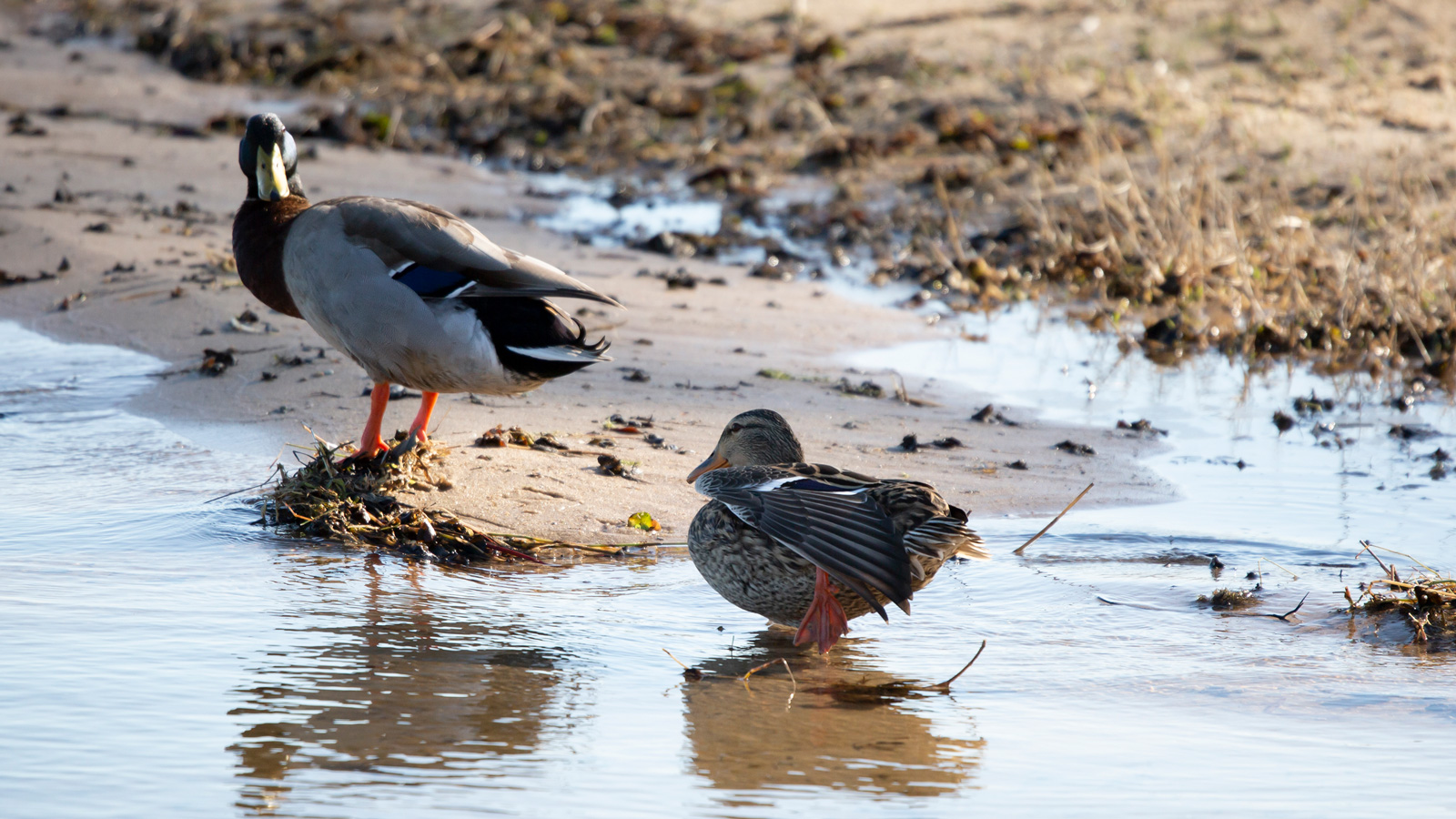 Mallard