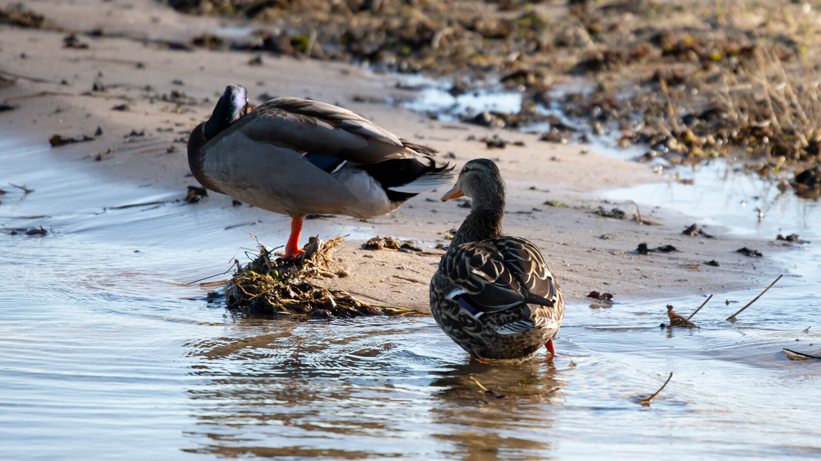 A female mallard stands in shallow water while another female mallard stands on sandy shore
