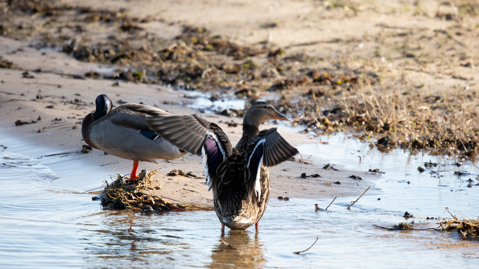 A female mallard preparing to fly from shallow water while another female mallard stands on sandy shore