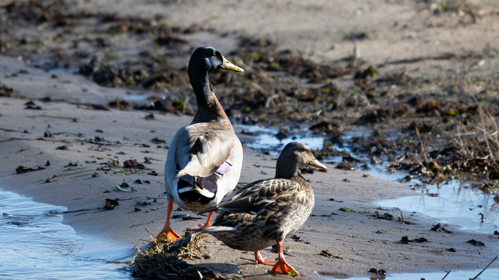 Two mallards, a male and a female, walking on a sandy beach