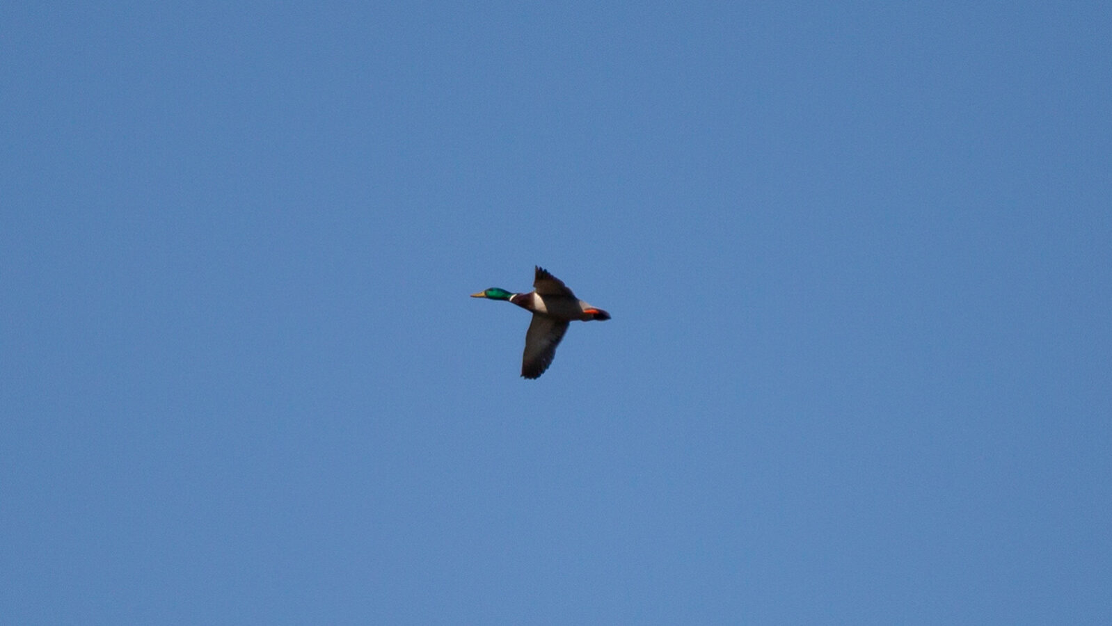 Mallard duck flying through blue sky
