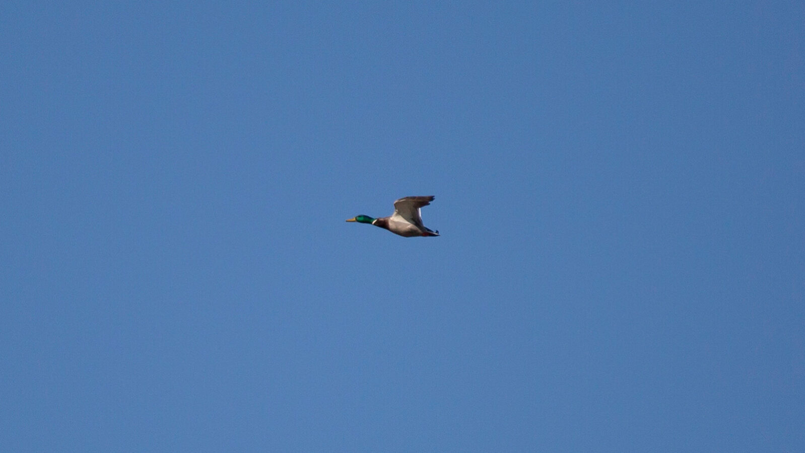 Mallard drake flying through blue sky