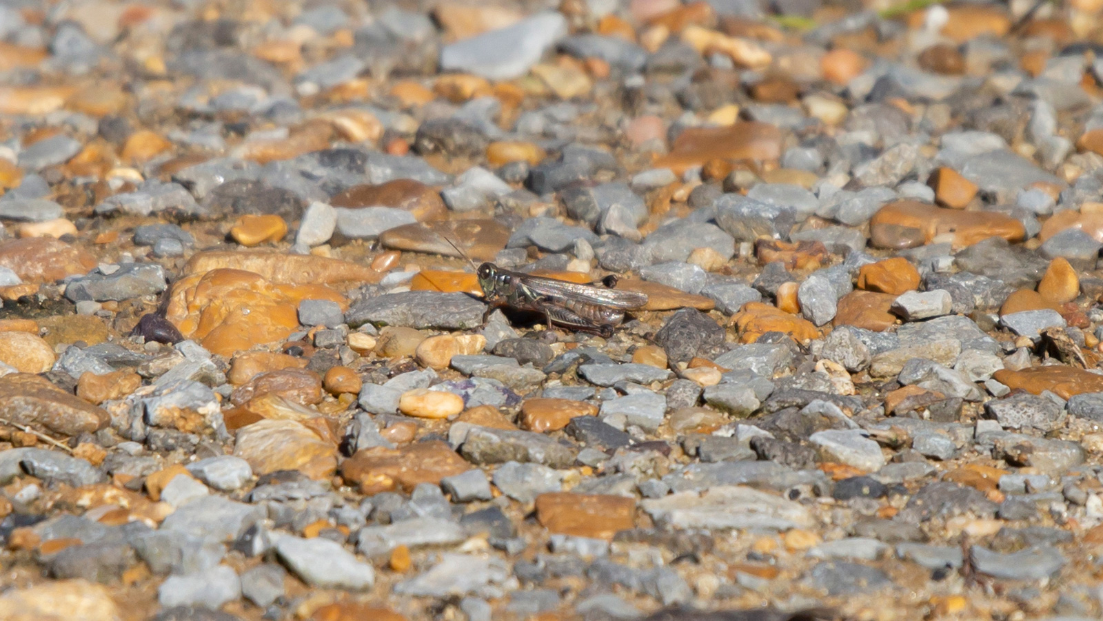 Migratory Grasshopper