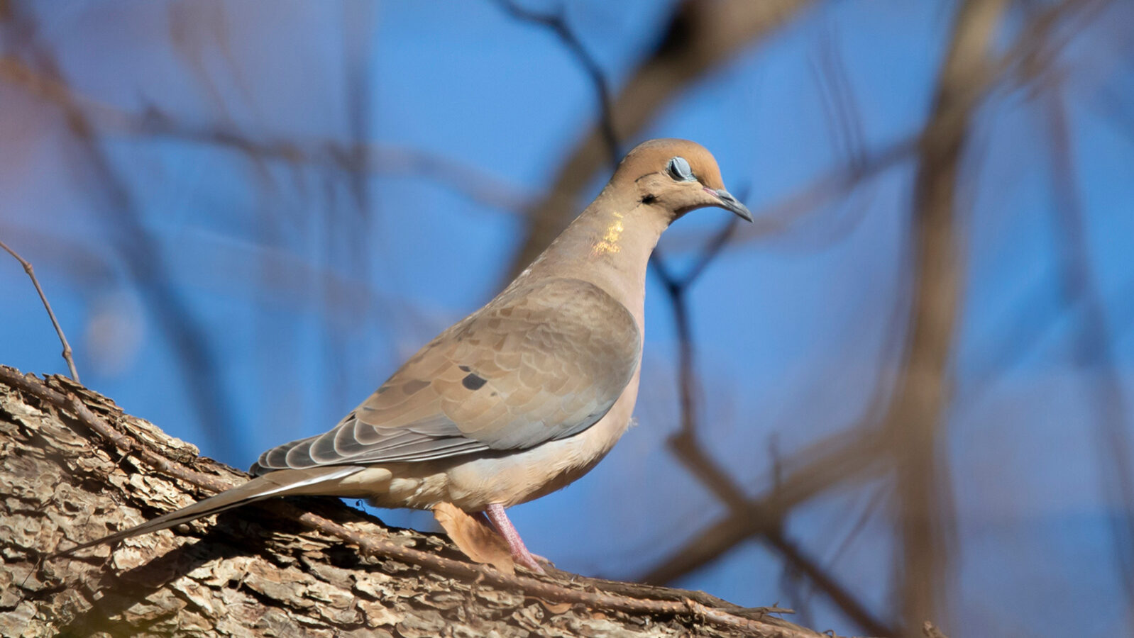 Mourning dove looking from a branch