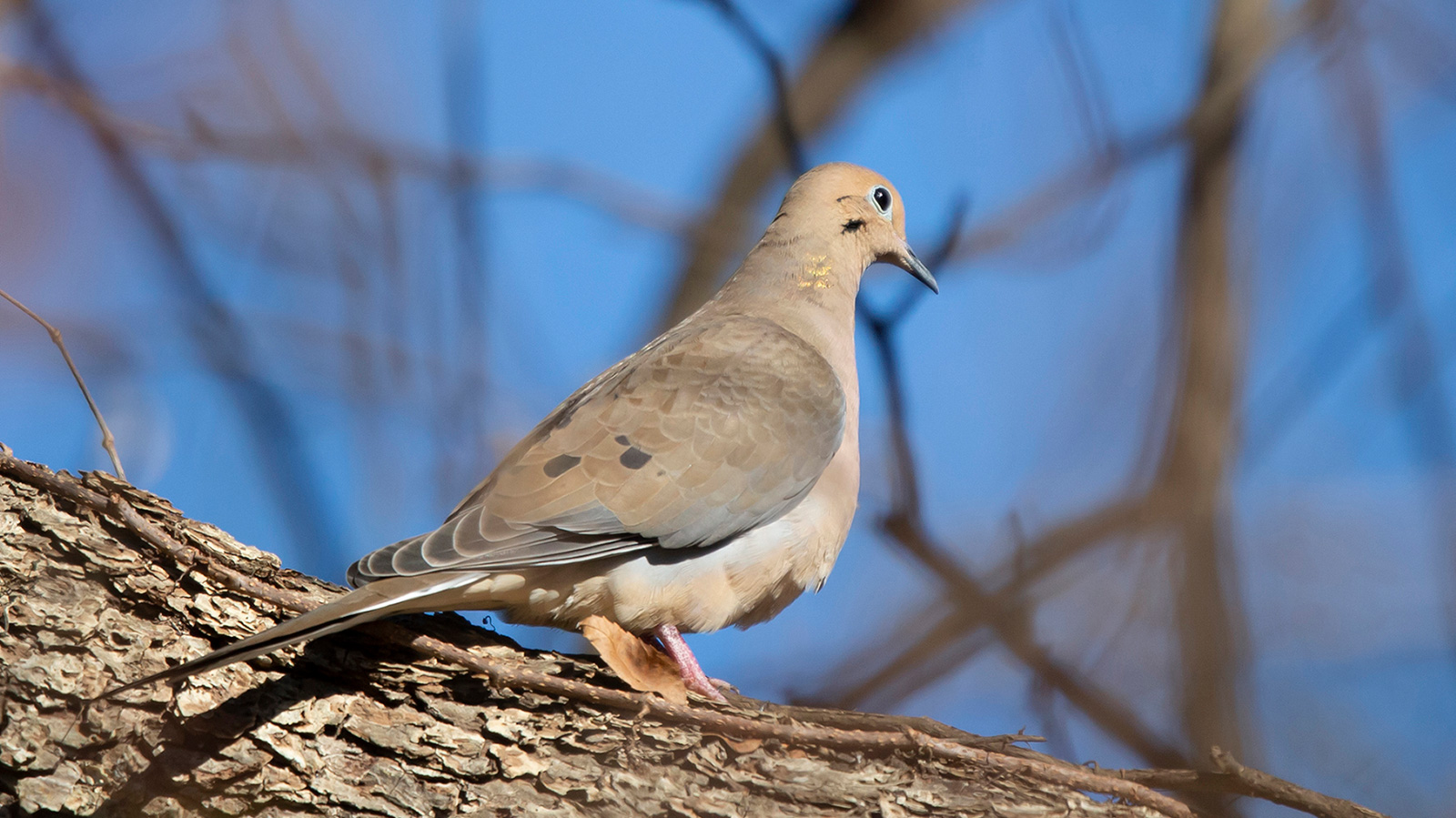 Mourning dove looking from a branch