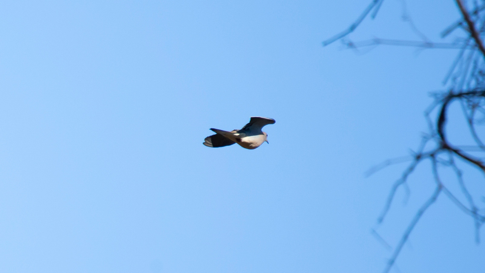 Mourning dove flying