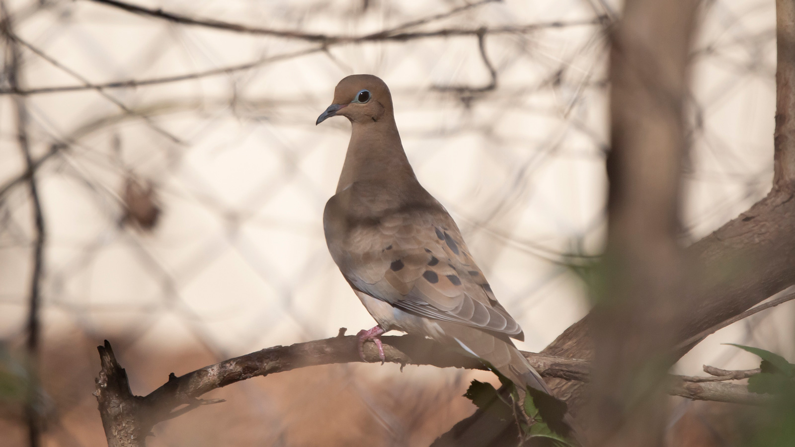 Mourning dove perched on a branch