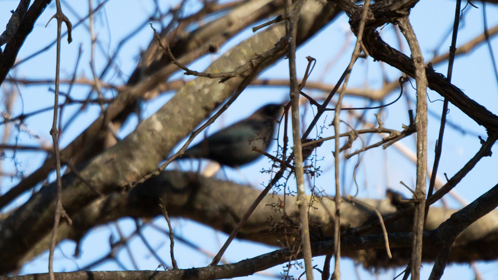Out of focus nonbreeding male rusty blackbird in a bare tree