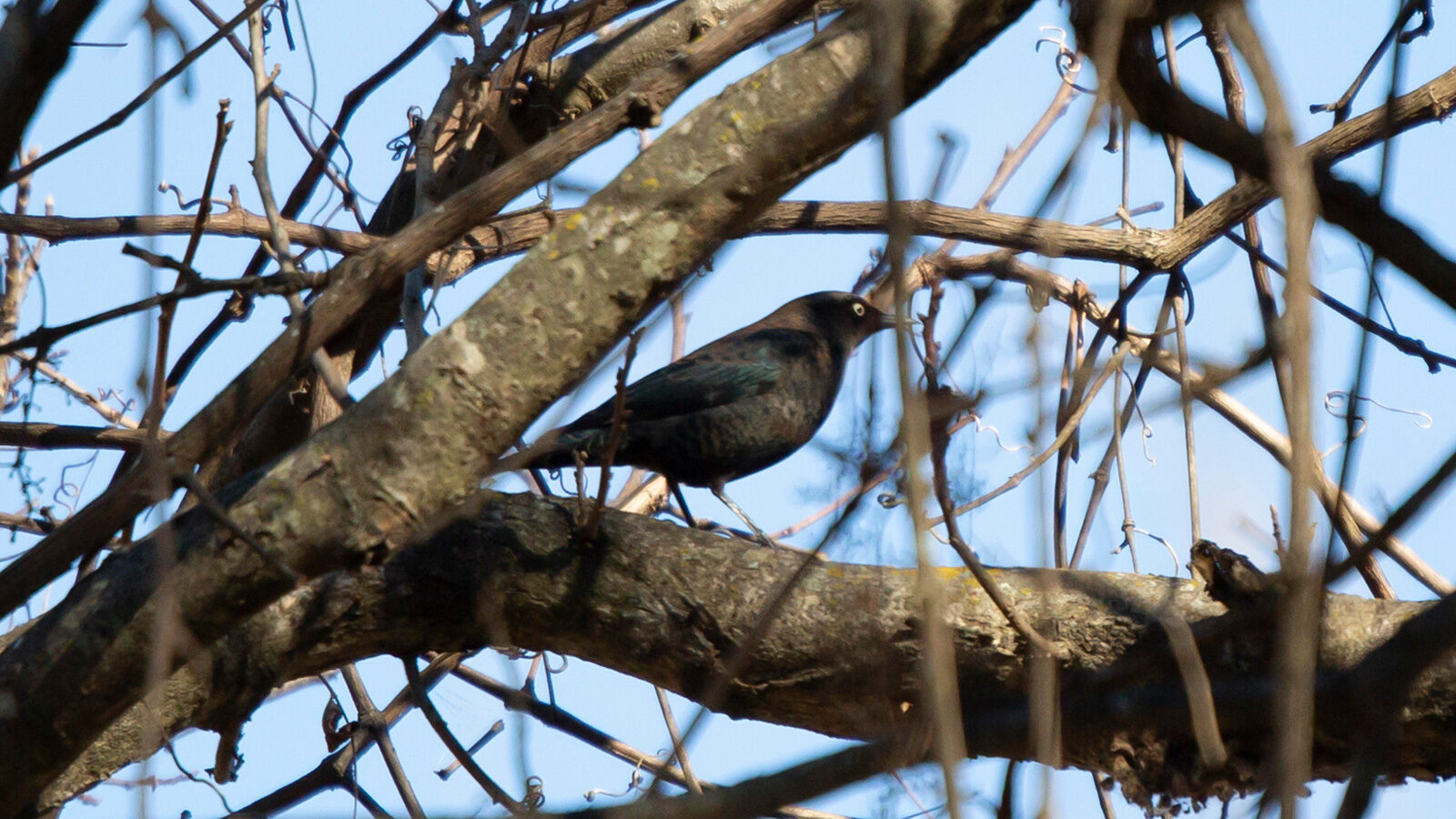 Nonbreeding male rusty blackbird perched in a bare tree