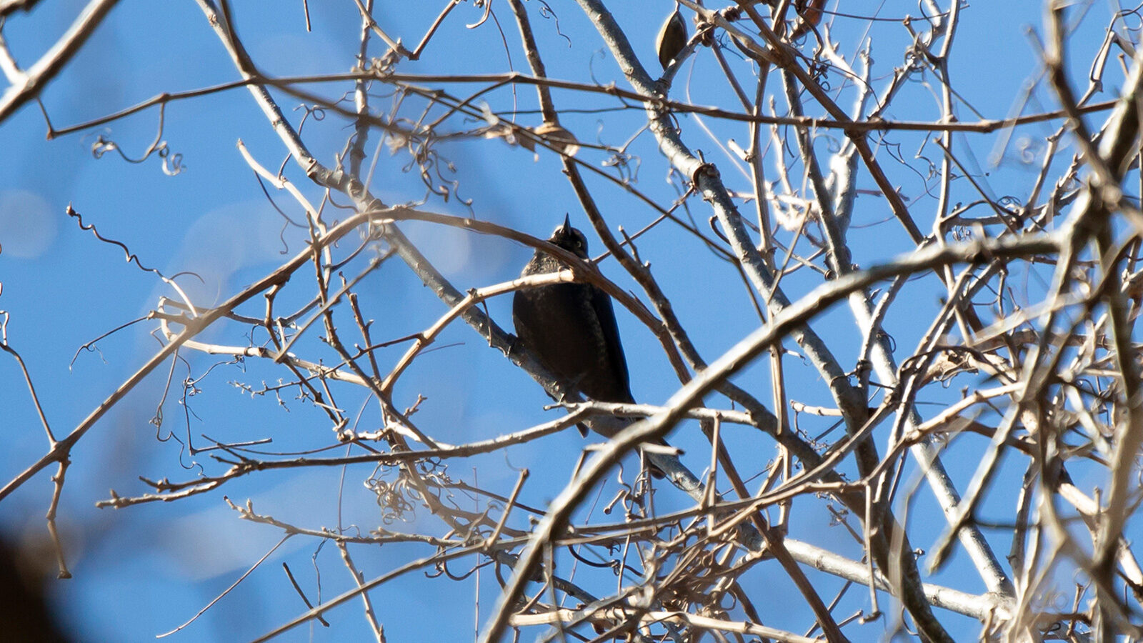 Nonbreeding male rusty blackbird perched in a bare tree