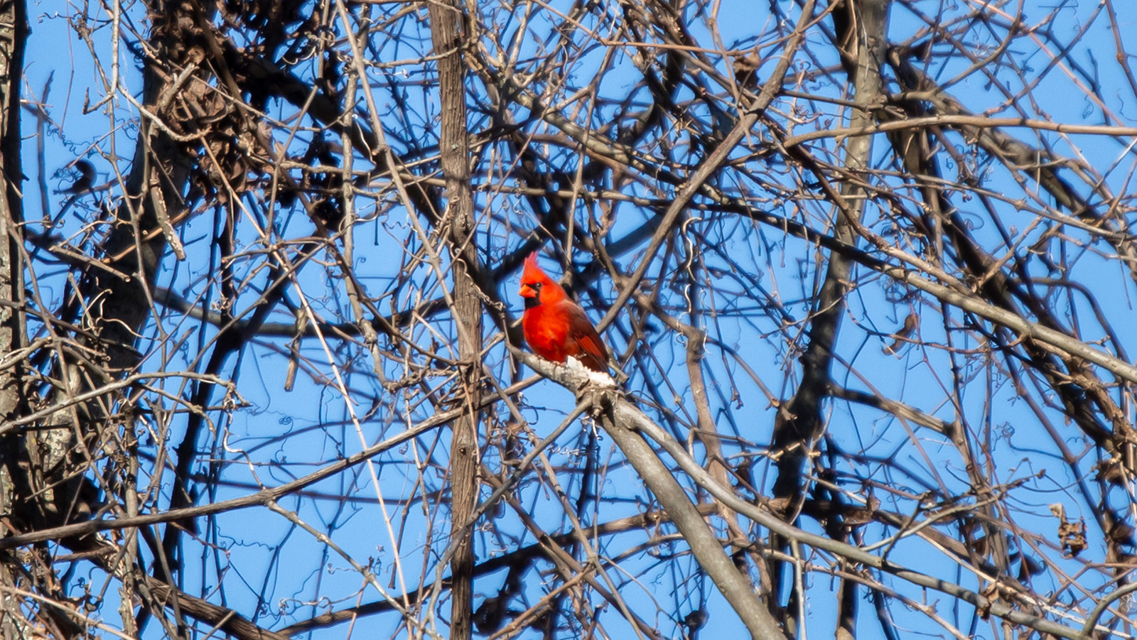Northern Cardinal