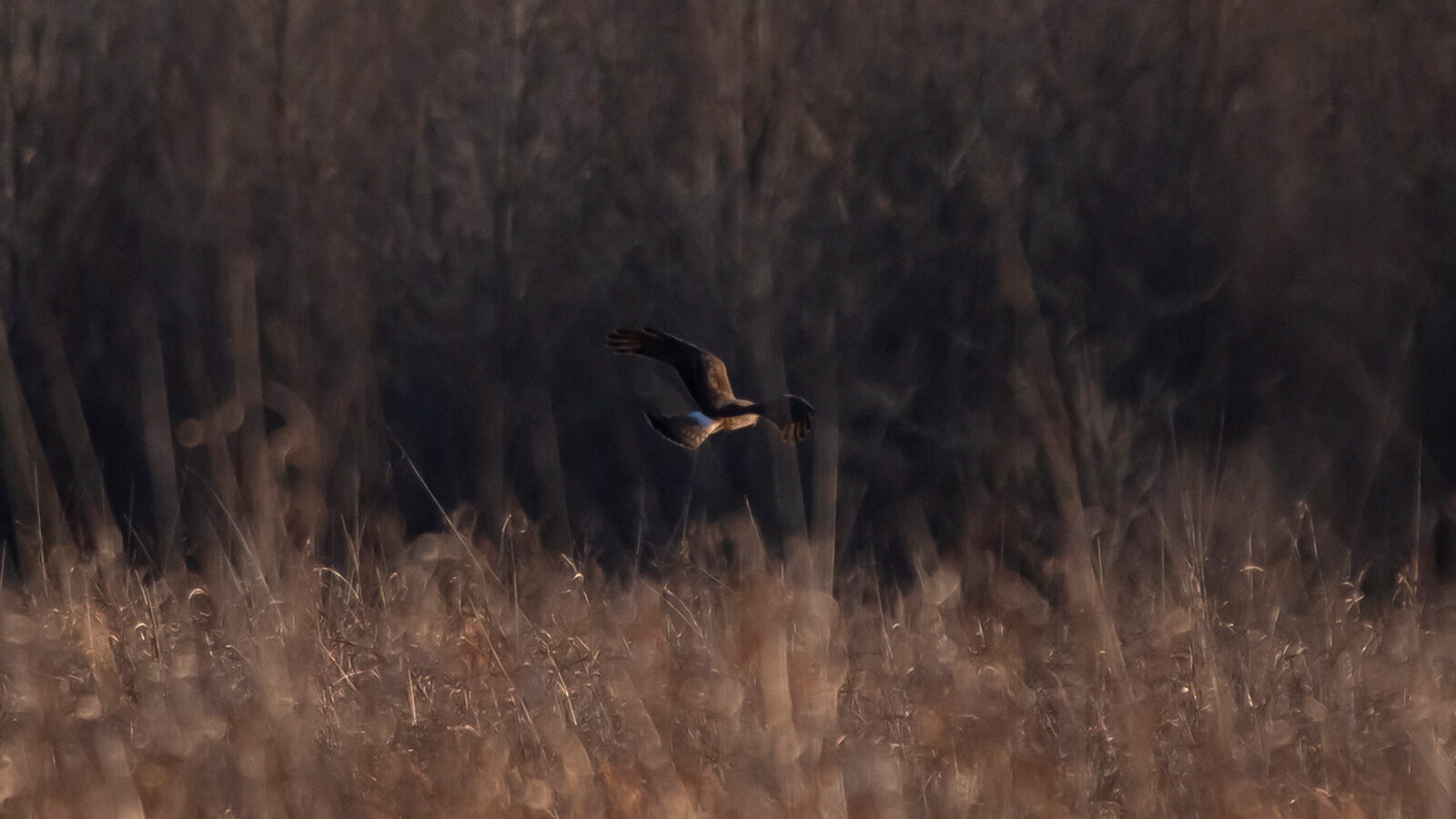Northern harrier swooping down