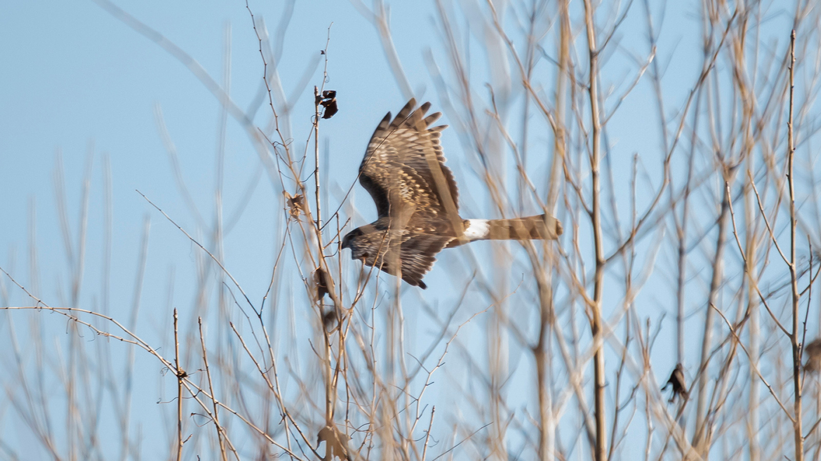 Northern harrier flying through bare trees