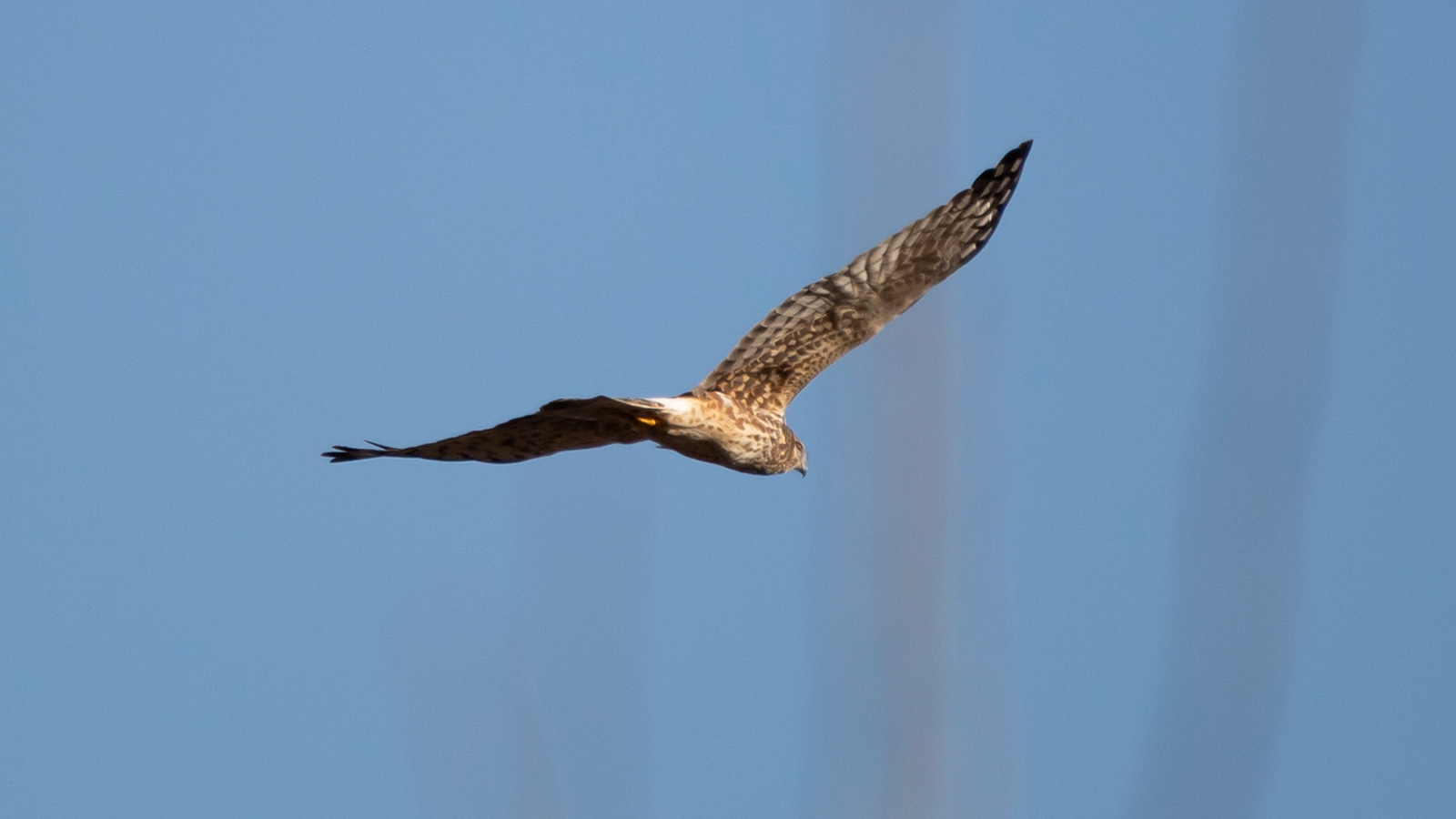 Northern harrier flying through blue sky