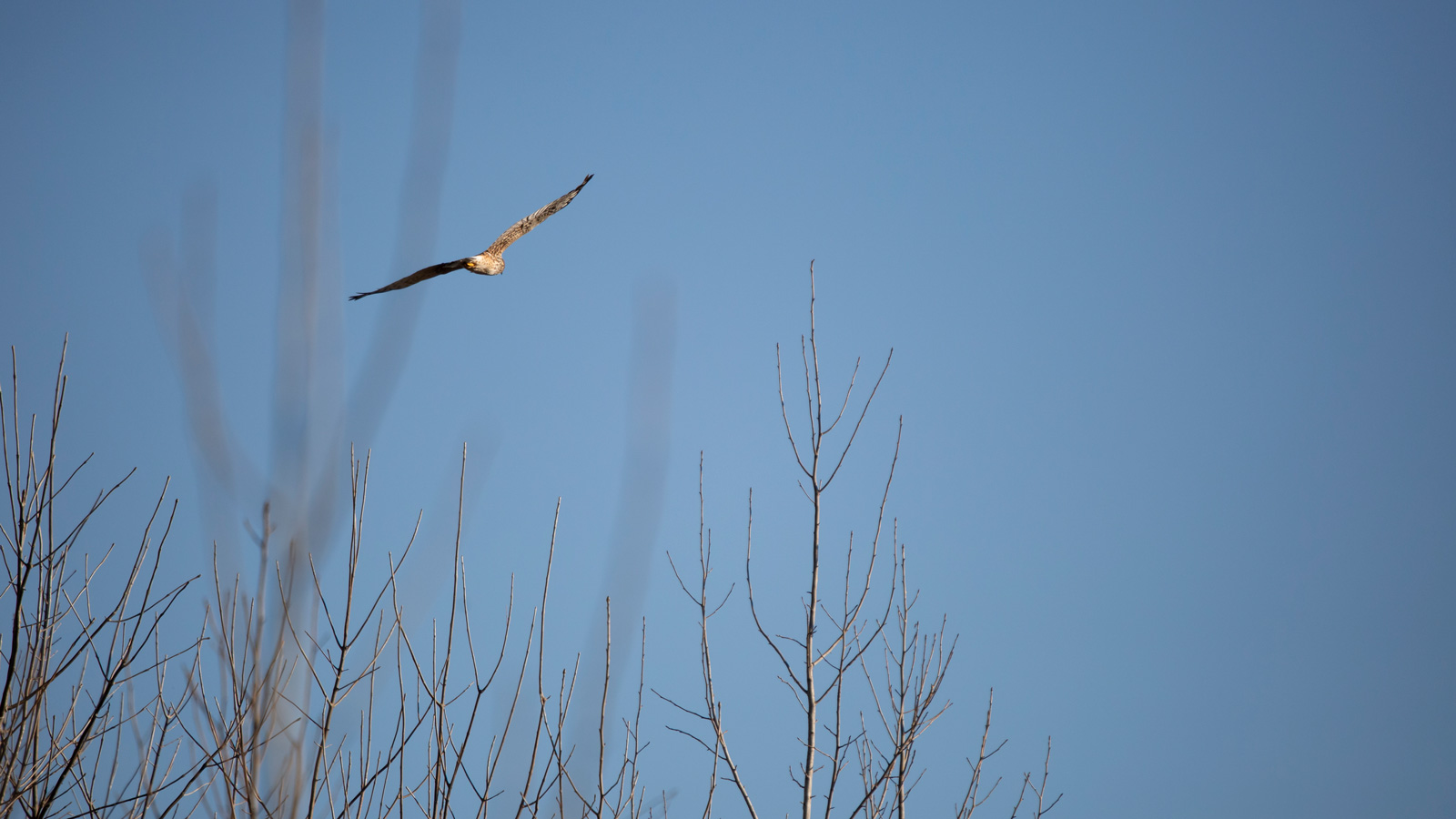 Northern harrier flying over bare trees