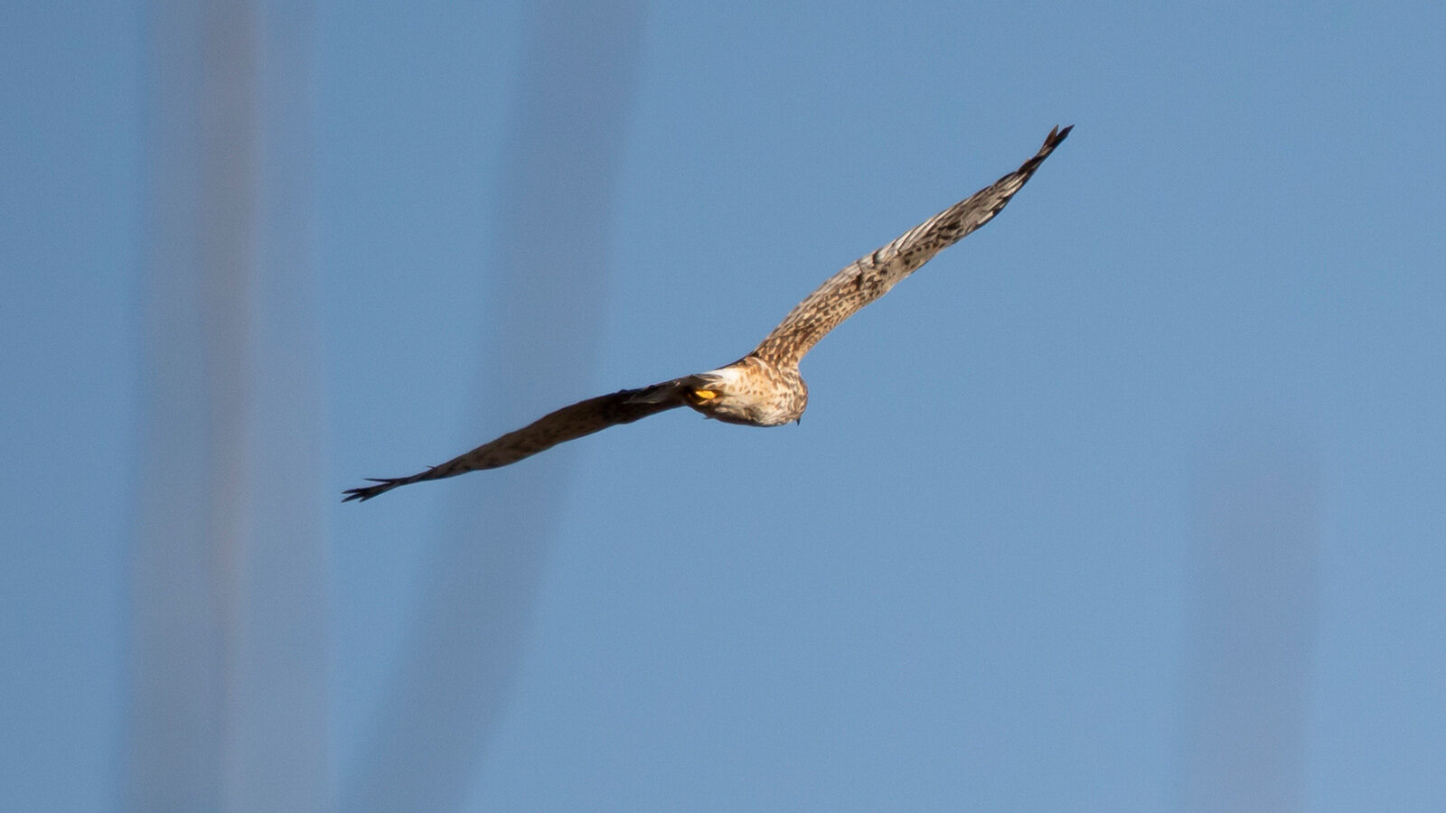 Northern harrier flying through blue sky