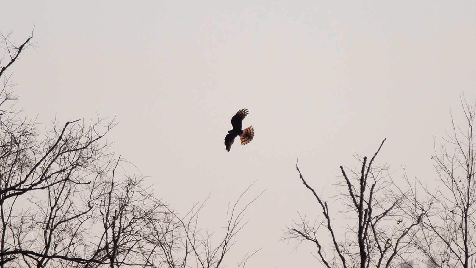 Northern Harrier