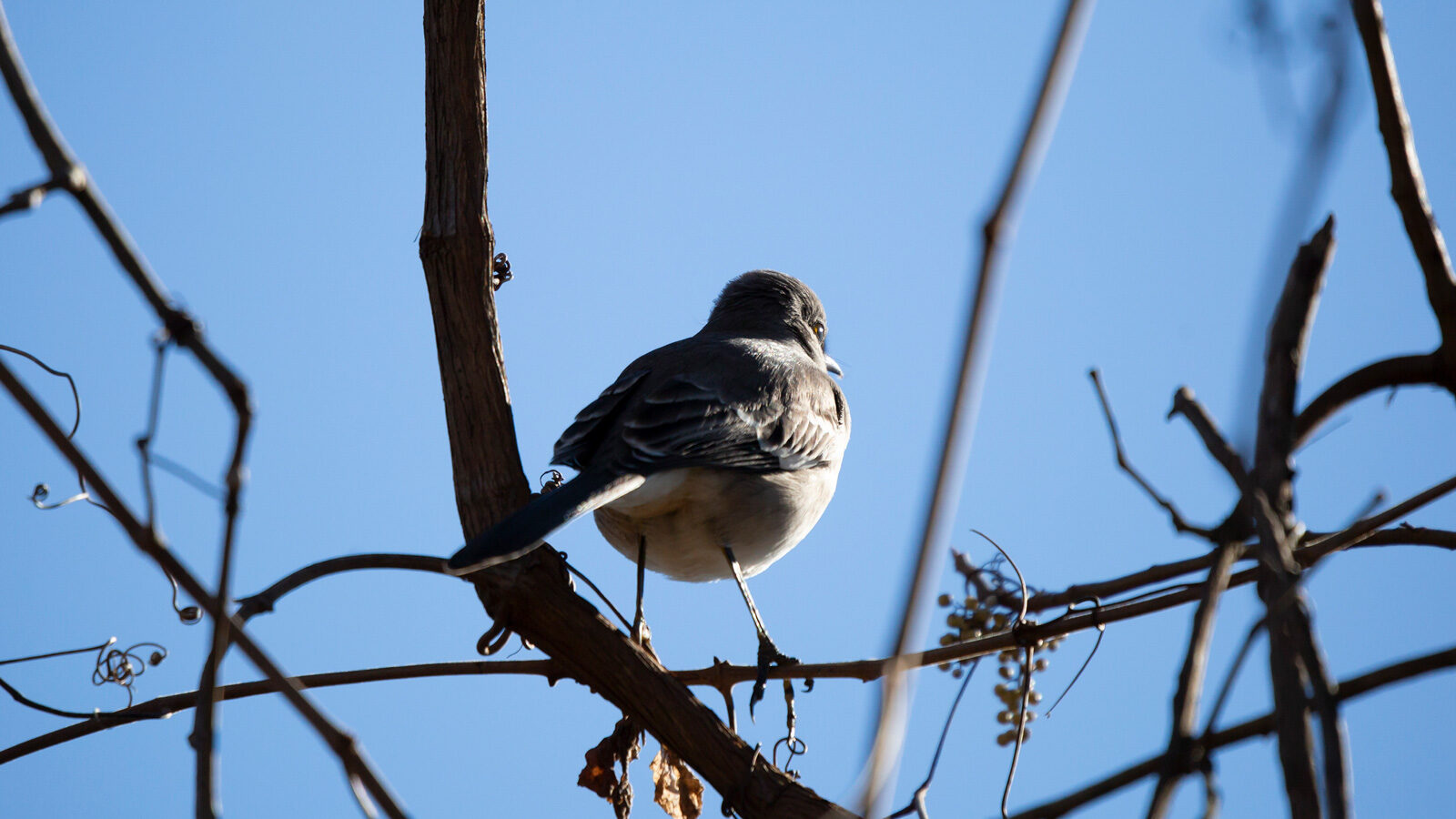 Northern mockingbird facing away