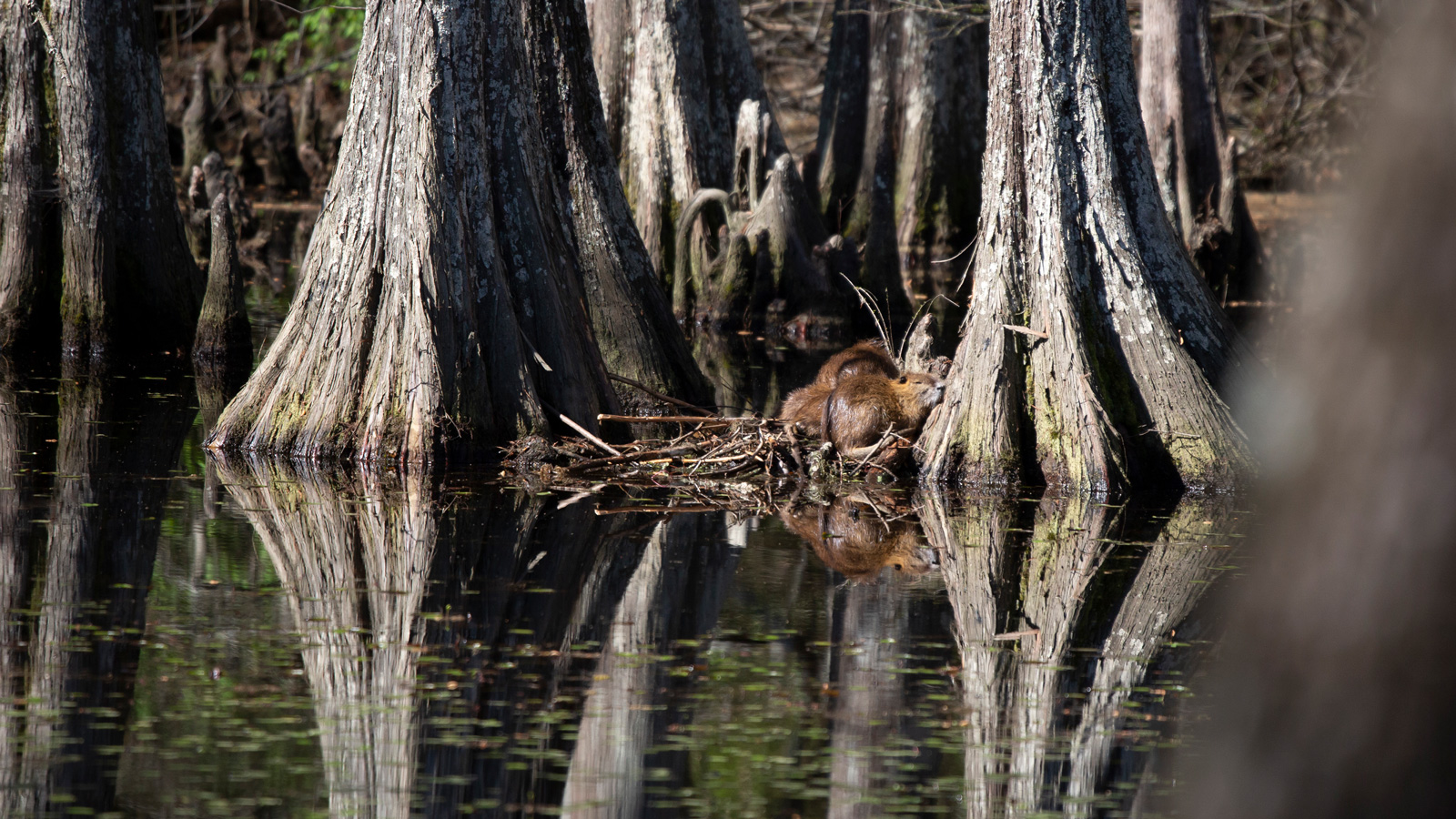 Nutria