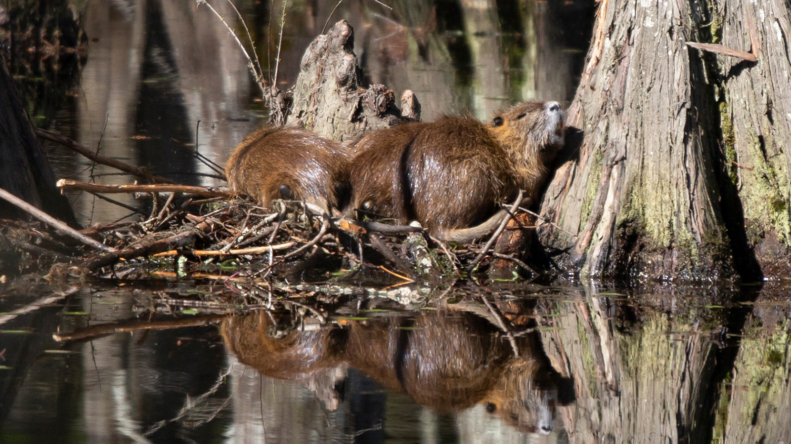 Nutria lying near water with their reflections