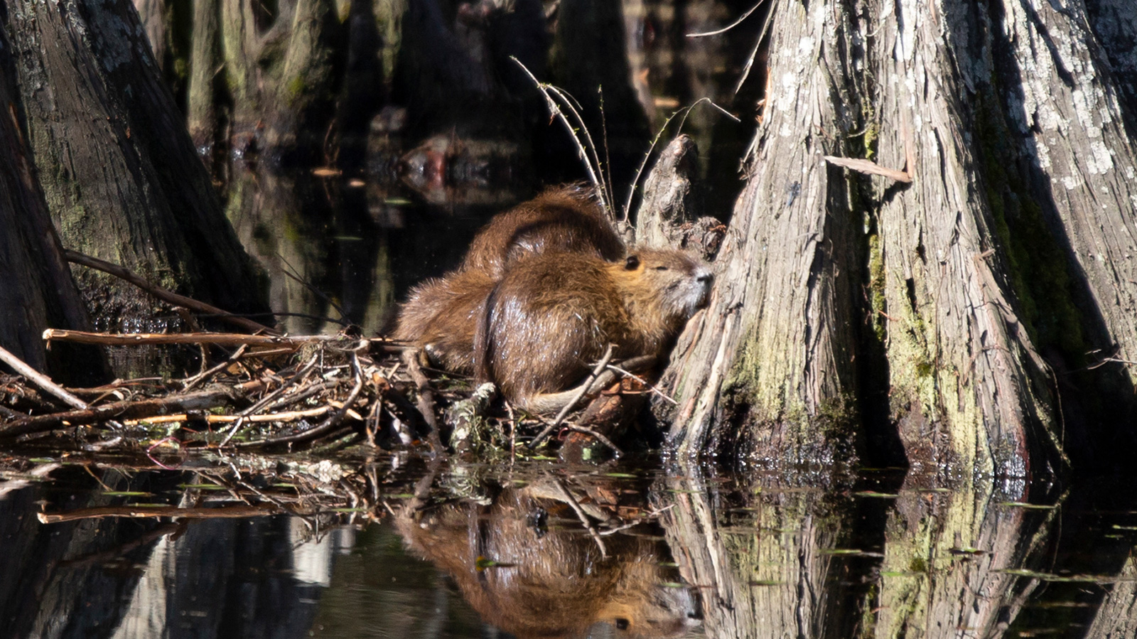 Nutria resting near water with their reflections