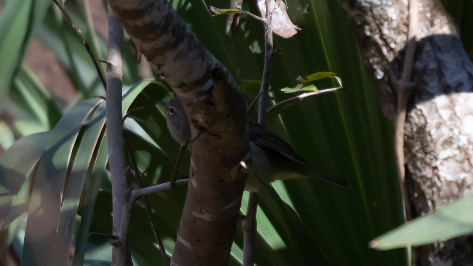 Alligator Peeking Out